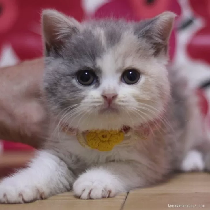 ID：2604-01095の子猫