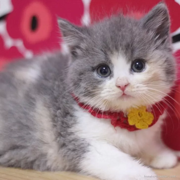 ID：2504-01841の子猫