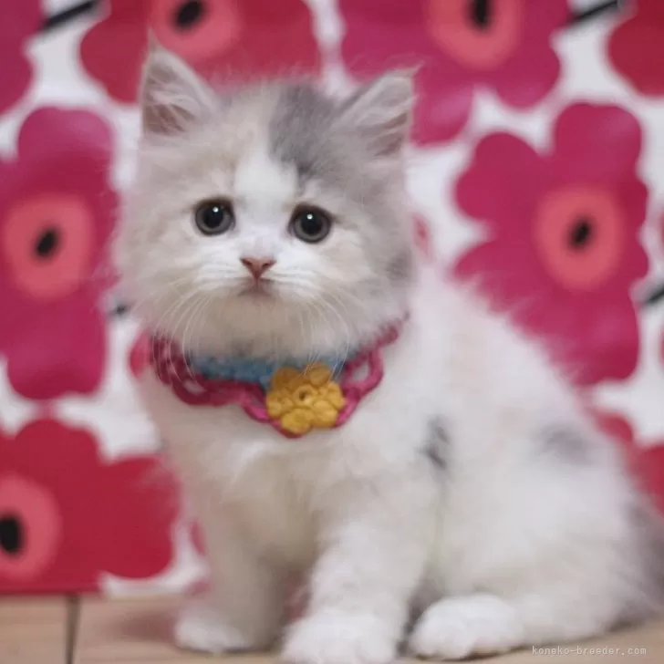 ID:2508-00624の子猫