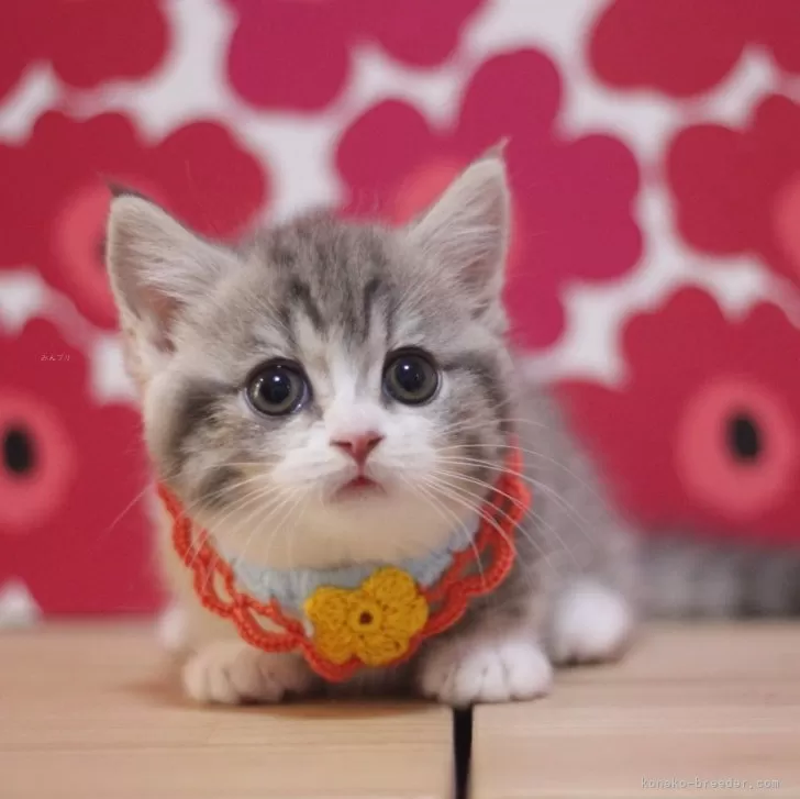 ID:2412-02260の子猫