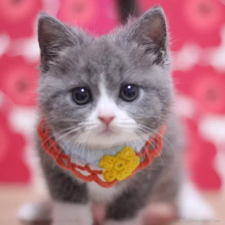 ID：2501-01359の子猫