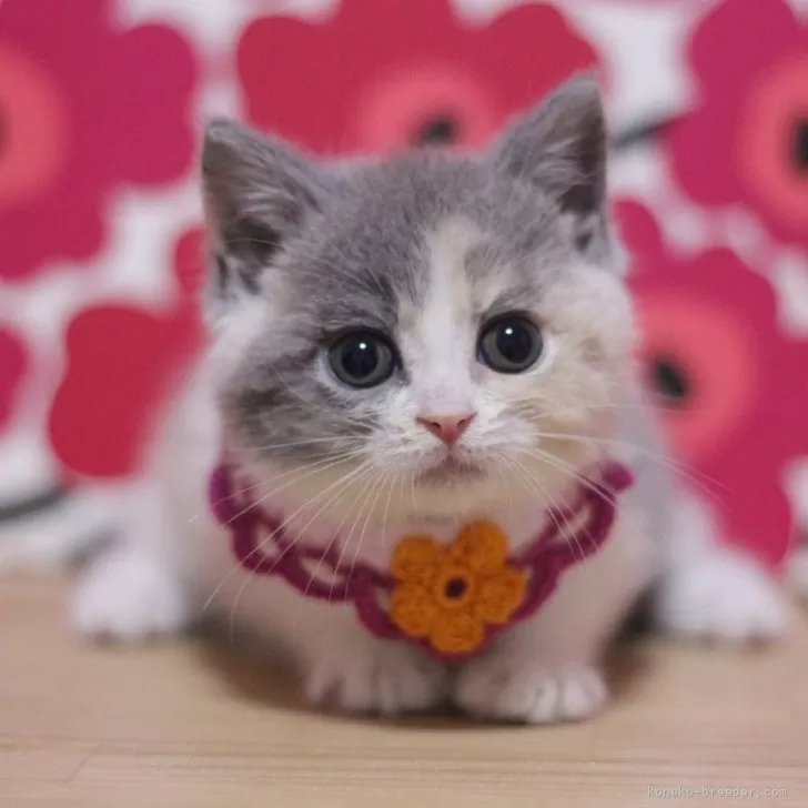 ID：2503-00401の子猫