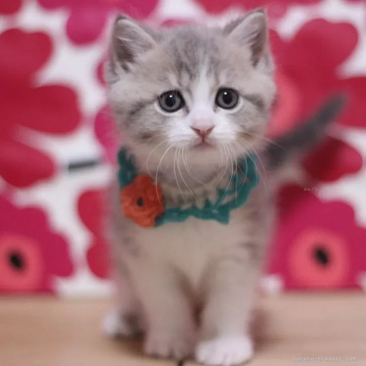 ID：2504-00359の子猫