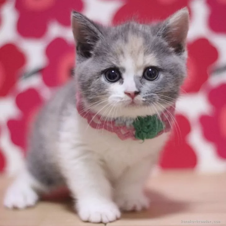 ID:2501-02337の子猫