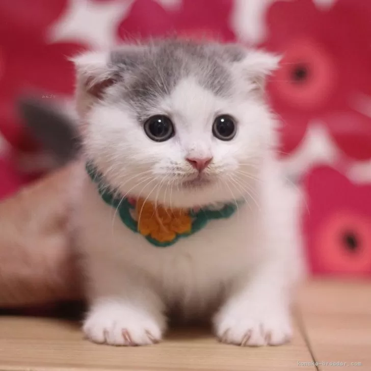 ID：2505-00837の子猫