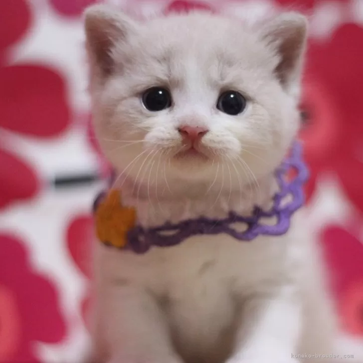 ID:2509-02056の子猫