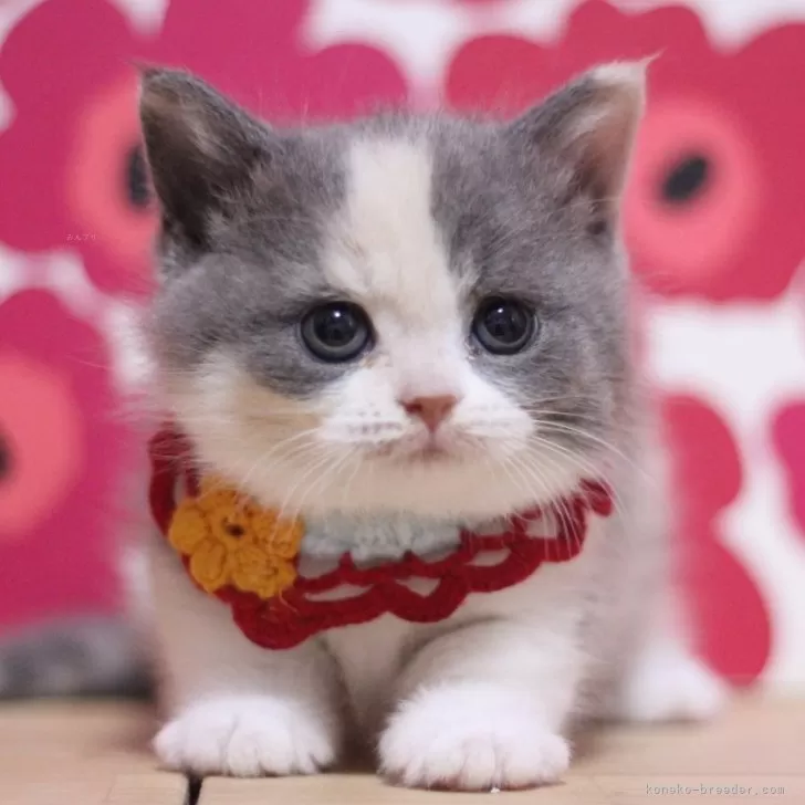 ID:2503-01740の子猫