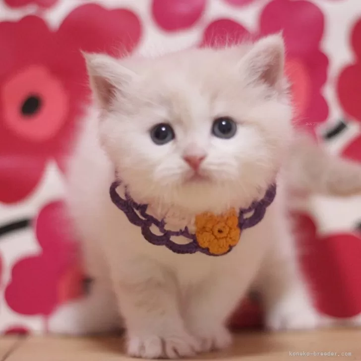 ID：2505-00842の子猫