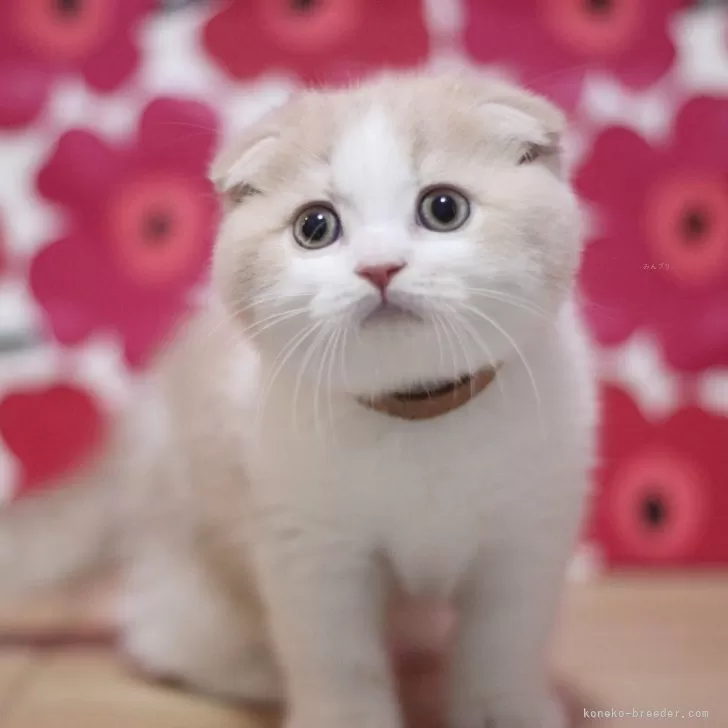 スコティッシュフォールド(折れ耳)【東京都・男の子・2025年9月29日・クリームタビー&amp;ホワイト】の写真1