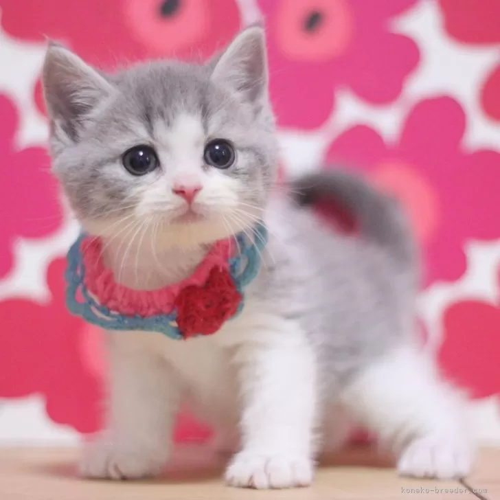 ID:2501-00074の子猫