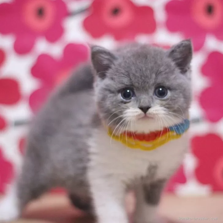 ID:2505-00841の子猫