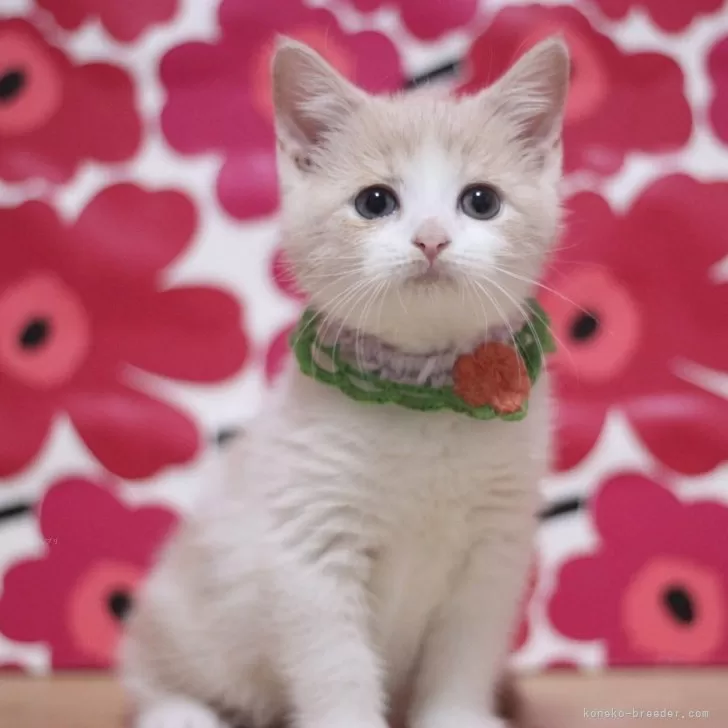 ID:2508-00017の子猫