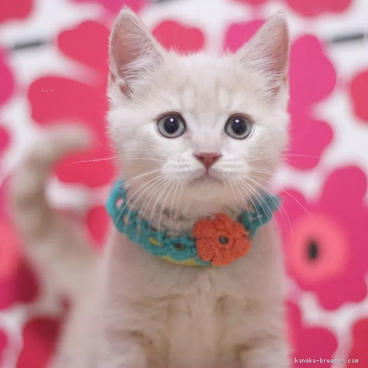 ID：2509-02549の子猫