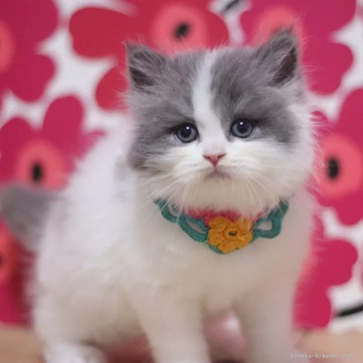 ID:2508-02537の子猫
