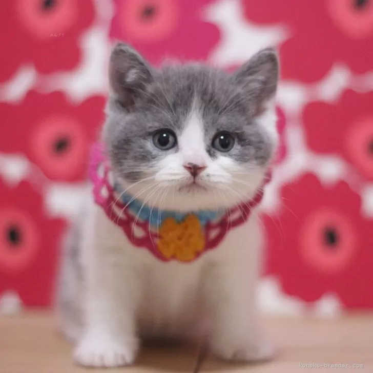 ID：2501-00084の子猫