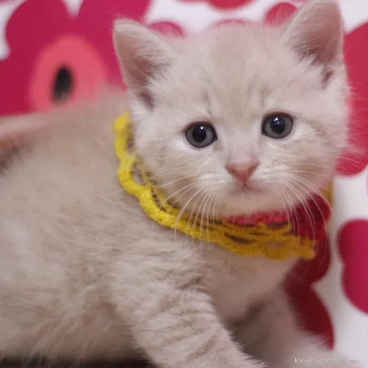 ID：2506-00487の子猫