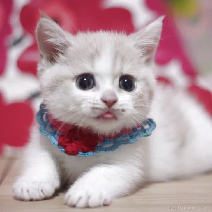ID:2505-00033の子猫