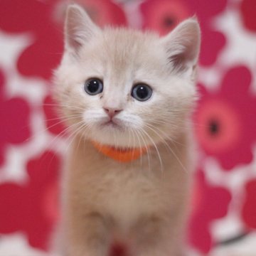 スコティッシュフォールド(立ち耳)【東京都・男の子・2025年10月25日・クリームタビー（ショートヘアー）】の写真「とても可愛い立ち耳の男の子です♥」