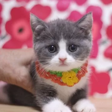 【ねこぷー】4月26日 ×2 蕗の綿毛 のせ猫 2025 250601 - YouTube