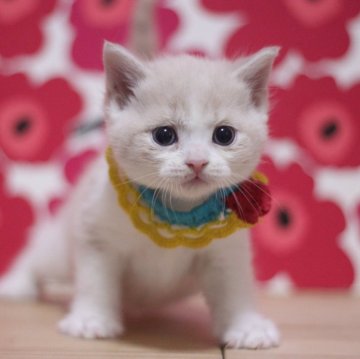 スコティッシュフォールド【東京都・男の子・2025年1月2日・クリームタビー&ホワイト（ショートヘアー）】の写真「とっても可愛い立ち耳の男の子です♥」