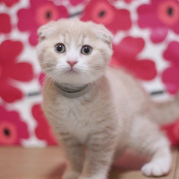 スコティッシュフォールド(折れ耳)【東京都・男の子・2025年9月29日・クリームタビー&ホワイト（ショートヘアー）】の写真「とても可愛い折れ耳の男の子です♥」