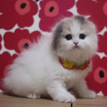 スコティッシュフォールド(折れ耳)【東京都・女の子・2025年10月31日・ダイリュートキャリコ（ロングヘアー）】の写真「とっても可愛い折れ耳の女の子です♥」