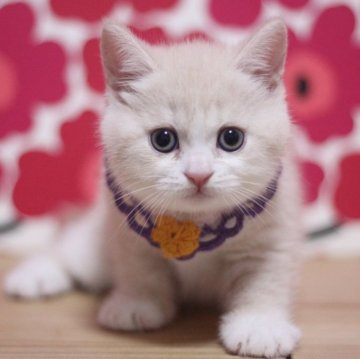 マンチカン【東京都・男の子・2025年4月11日・クリームタビー&ホワイト】の写真「とても可愛いソックスの男の子です♥」