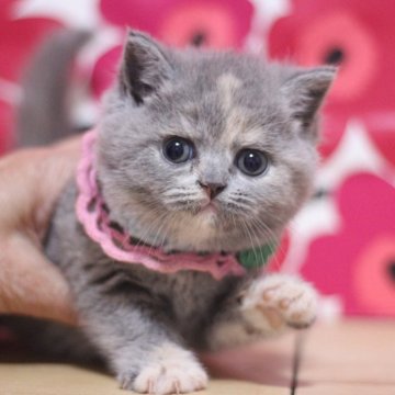 マンチカン【東京都・女の子・2025年4月22日・ブルークリーム】の写真「とてもまん丸顔の可愛い足長の女の子です♥」