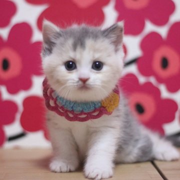 マンチカン(長足)【東京都・女の子・2025年9月26日・ダイリュートキャリコ（ショートヘアー）】の写真「とっても可愛い足長の女の子です♥」