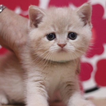 スコティッシュフォールド(立ち耳)【東京都・男の子・2025年10月25日・クリームタビー（ショートヘアー）】の写真「とっても可愛い立ち耳の男の子です♥」