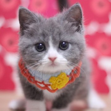 マンチカン【東京都・女の子・2024年11月30日・ブルー&ホワイト】の写真「とっても可愛い短足長の女の子です♥」