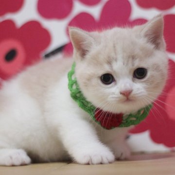 ブリティッシュショートヘア【東京都・男の子・2025年10月13日・クリームタビー&ホワイト（ショートヘアー）】の写真「とっても可愛い男の子です♥」