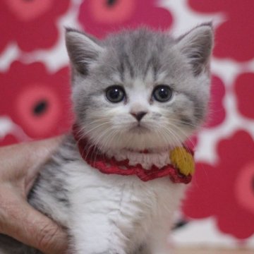 スコティッシュフォールド【東京都・女の子・2025年12月7日・ブルータビー&ホワイト（ショートヘアー）】の写真「とても可愛い立ち耳の女の子です♥」