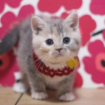 スコティッシュフォールド(立ち耳)【東京都・女の子・2025年10月31日・ダイリュートキャリコ（ショートヘアー）】の写真「とっても可愛い立ち耳の女の子です♥」