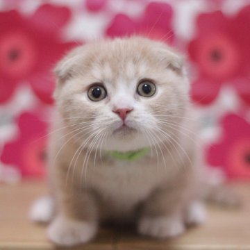 スコティッシュフォールド(折れ耳)【東京都・男の子・2025年9月29日・クリームタビー&ホワイト（ショートヘアー）】の写真「とても可愛い折れ耳の男の子です♥」