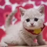 マンチカン(長足)