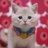 ブリティッシュショートヘア