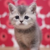 スコティッシュフォールド(立ち耳)