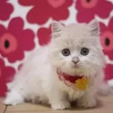 マンチカン(短足)