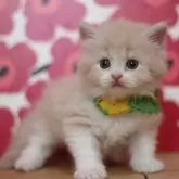 マンチカン(長足)