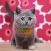 ブリティッシュショートヘア
