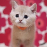 スコティッシュフォールド(立ち耳)