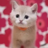 スコティッシュフォールド(立ち耳)【東京都・男の子・2025年10月25日・クリームタビー】の写真1