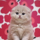 スコティッシュフォールド(折れ耳)