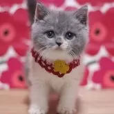 ブリティッシュショートヘア