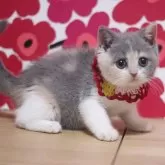 ブリティッシュショートヘア