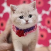 スコティッシュフォールド(立ち耳)