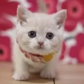 スコティッシュフォールド(立ち耳)