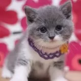 ブリティッシュショートヘア