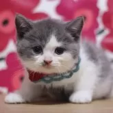 ブリティッシュショートヘア